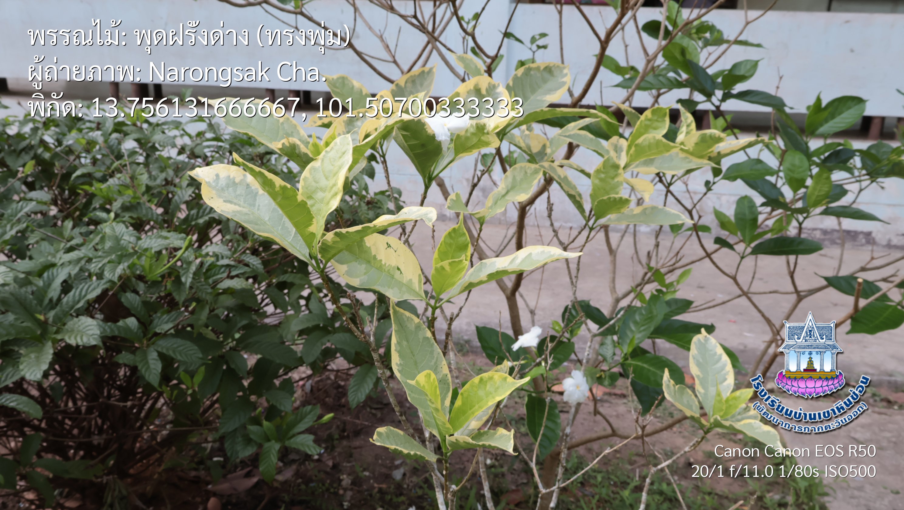 photo