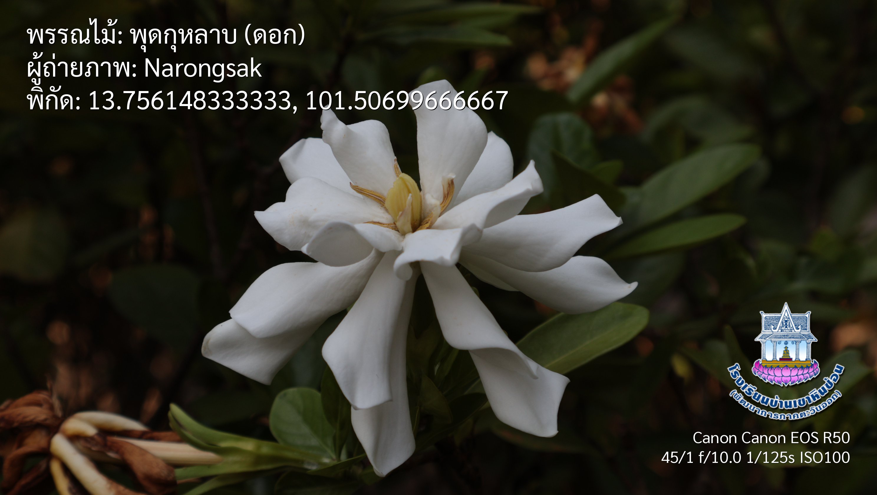 photo