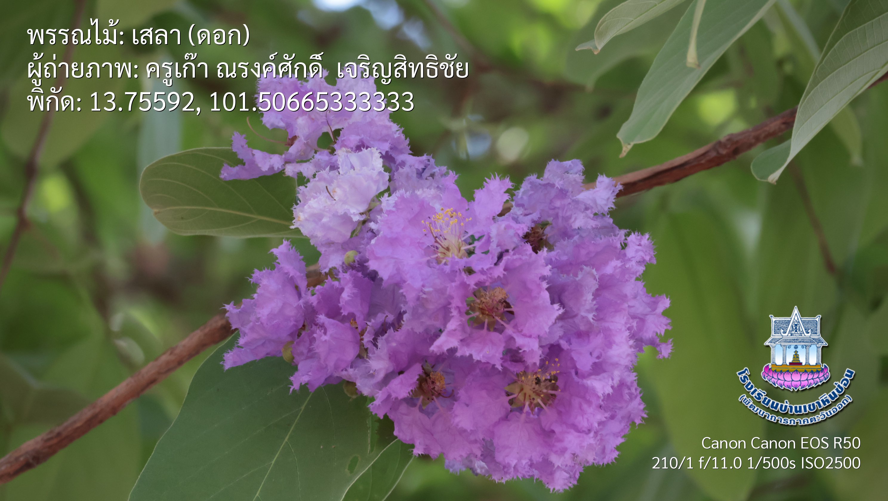 photo