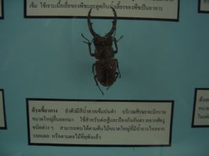 cimg7487.jpg.jpg