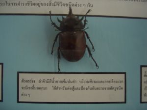 cimg7488.jpg.jpg