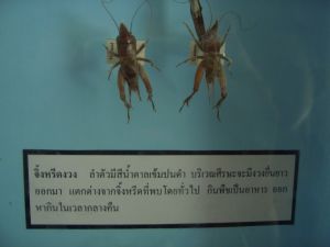 cimg7489.jpg.jpg