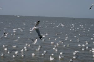 img_2126.jpg