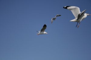 img_2129.jpg