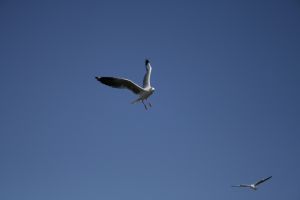 img_2130.jpg