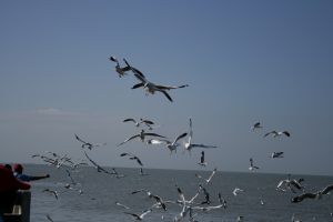 img_2133.jpg