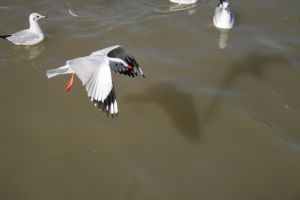 img_2169.jpg