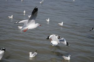 img_2172.jpg