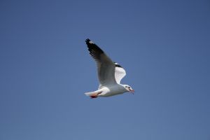 img_2198.jpg