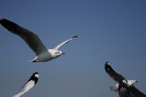 img_2212.jpg