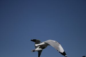 img_2216.jpg