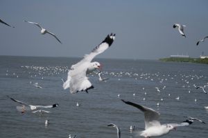 img_2222.jpg