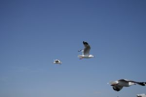 img_2227.jpg