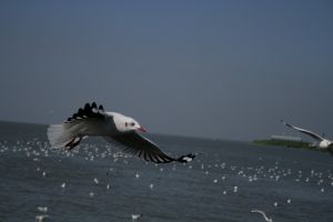 img_2230.jpg