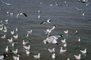 img_2236.jpg