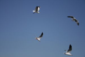 img_2247.jpg