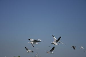 img_2248.jpg