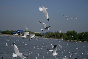 img_2250.jpg