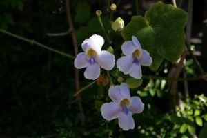 img_2294.jpg