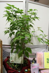 IMG_5180.JPG.JPG