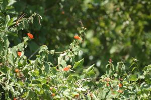 IMG_5362.JPG.JPG
