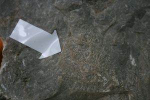IMG_5374.JPG.JPG