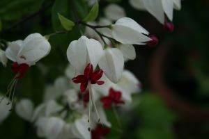 IMG_5783.JPG.JPG