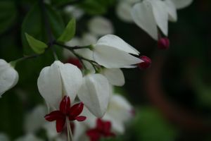 IMG_5784.JPG.JPG