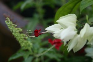 IMG_5785.JPG.JPG