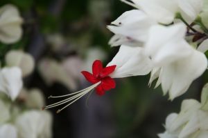 IMG_5786.JPG.JPG