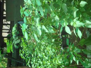 DSC04126.JPG.JPG