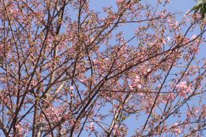 IMG_2996.JPG.JPG