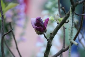 IMG_3073.JPG.JPG