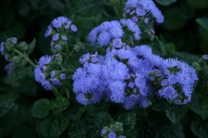 IMG_3089.JPG.JPG