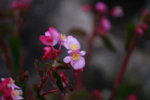 IMG_3100.JPG.JPG