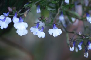 IMG_3101.JPG.JPG