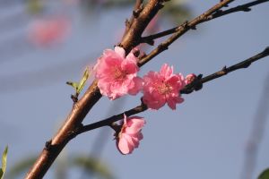 IMG_3131.JPG.JPG