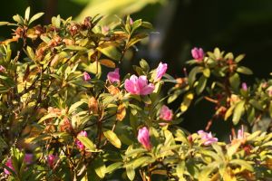IMG_3133.JPG.JPG