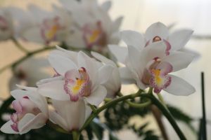 IMG_3135.JPG.JPG