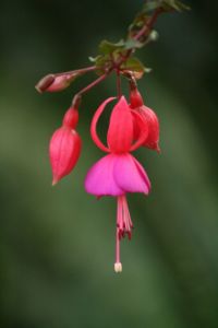 IMG_3137.JPG.JPG