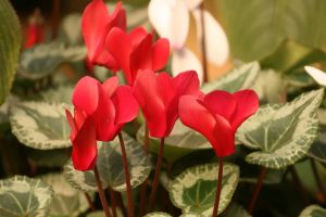 IMG_3142.JPG.JPG