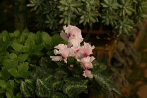 IMG_3149.JPG.JPG