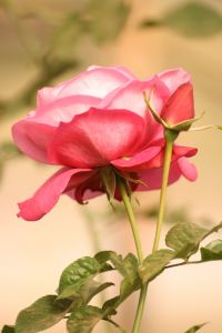IMG_3162.JPG.JPG
