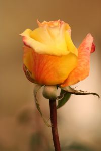 IMG_3166.JPG.JPG