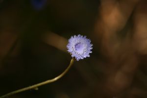 IMG_3171.JPG.JPG