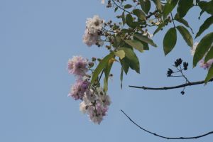 img_4065.jpg.jpg