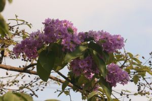 img_4068.jpg.jpg