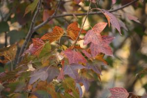 img_3001.jpg.jpg
