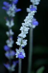 img_3078.jpg.jpg