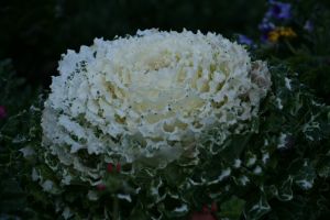 img_3080.jpg.jpg